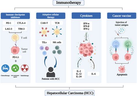 Targeted Immunotherapy 